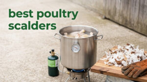 best poultry scalders