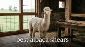 best alpaca shears