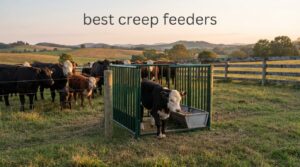 best creep feeders