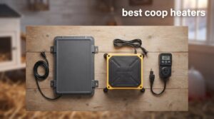 best coop heaters