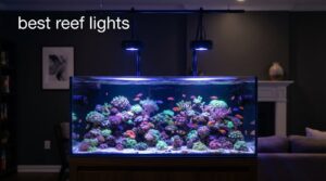 best reef lights
