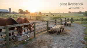 best livestock waterers