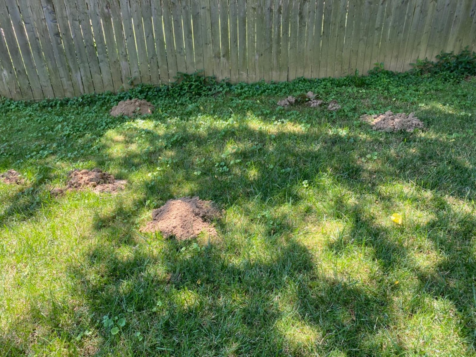 Tomcat Mole & Gopher Repellent Granules, 4 lbs. customer photo 2