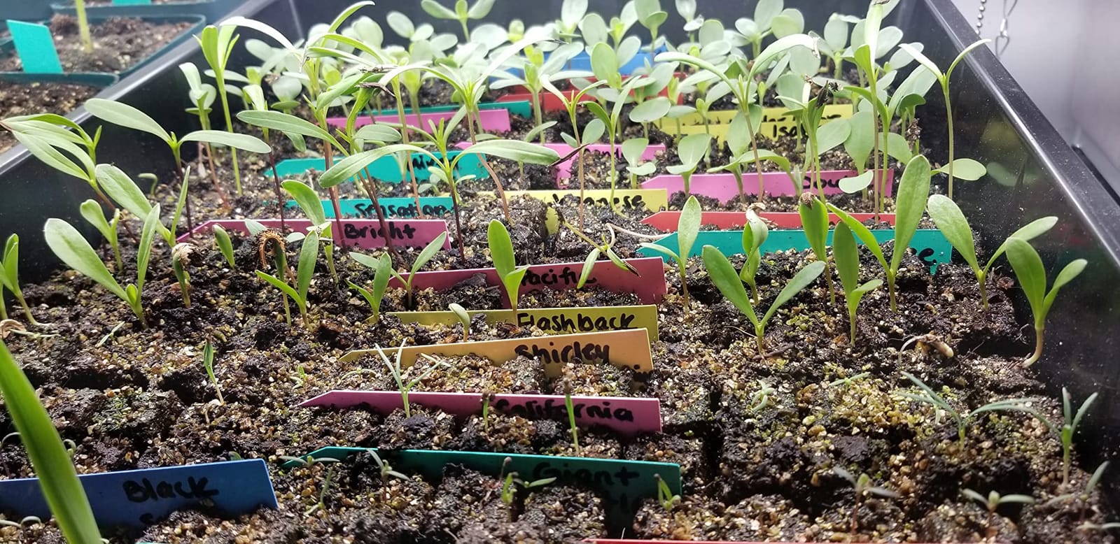 Authentic Ladbrooke 5-Pc Essentials Soil Blocker Set, England customer photo 2