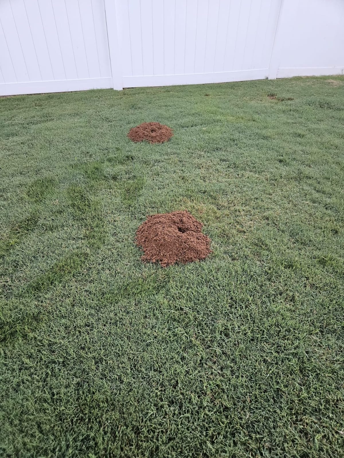 I Must Garden Mole & Vole Repellent: Professional Strength - Natural - 10lb customer photo 1