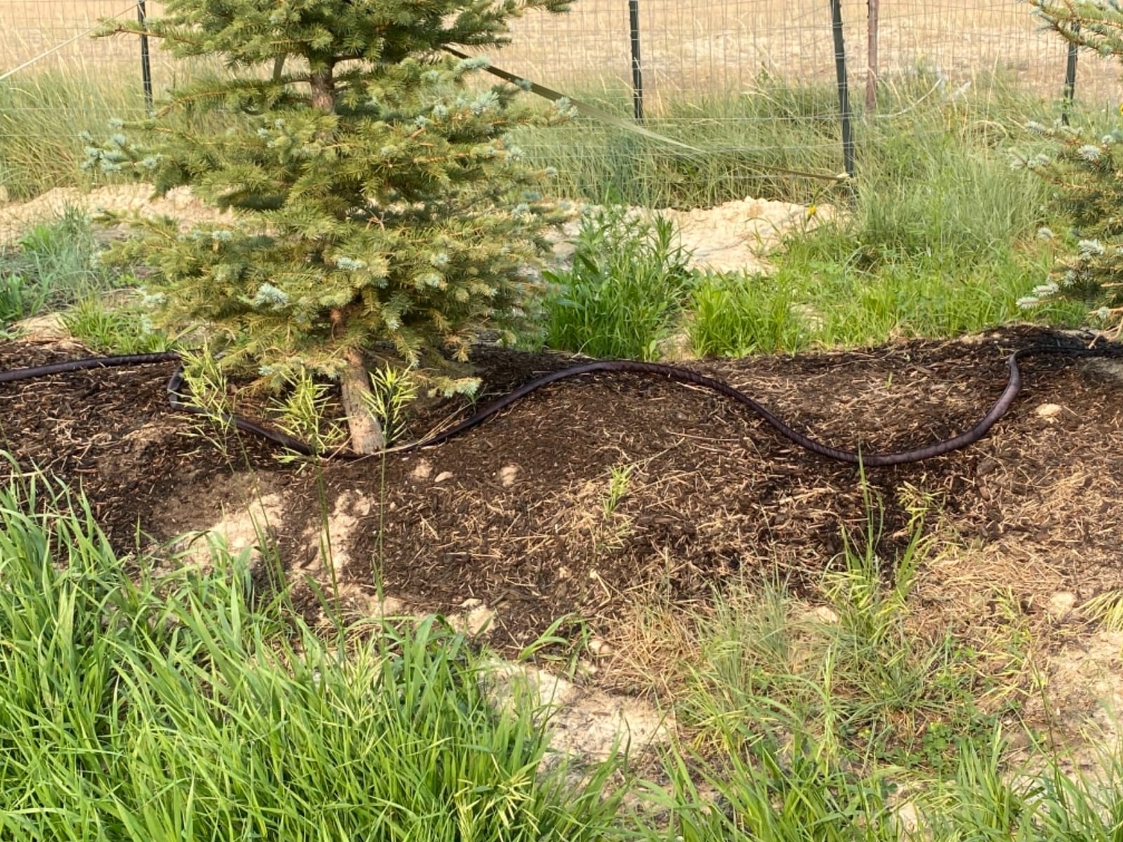Rocky Mountain Goods 50 Foot Flat Weeper Soaker Hose - Drip Irrigation - Double Layer Design - Saves 70% Water - Consistent Drip Entire Length of Hose - Includes 3 Pressure Reducing Discs customer photo 2