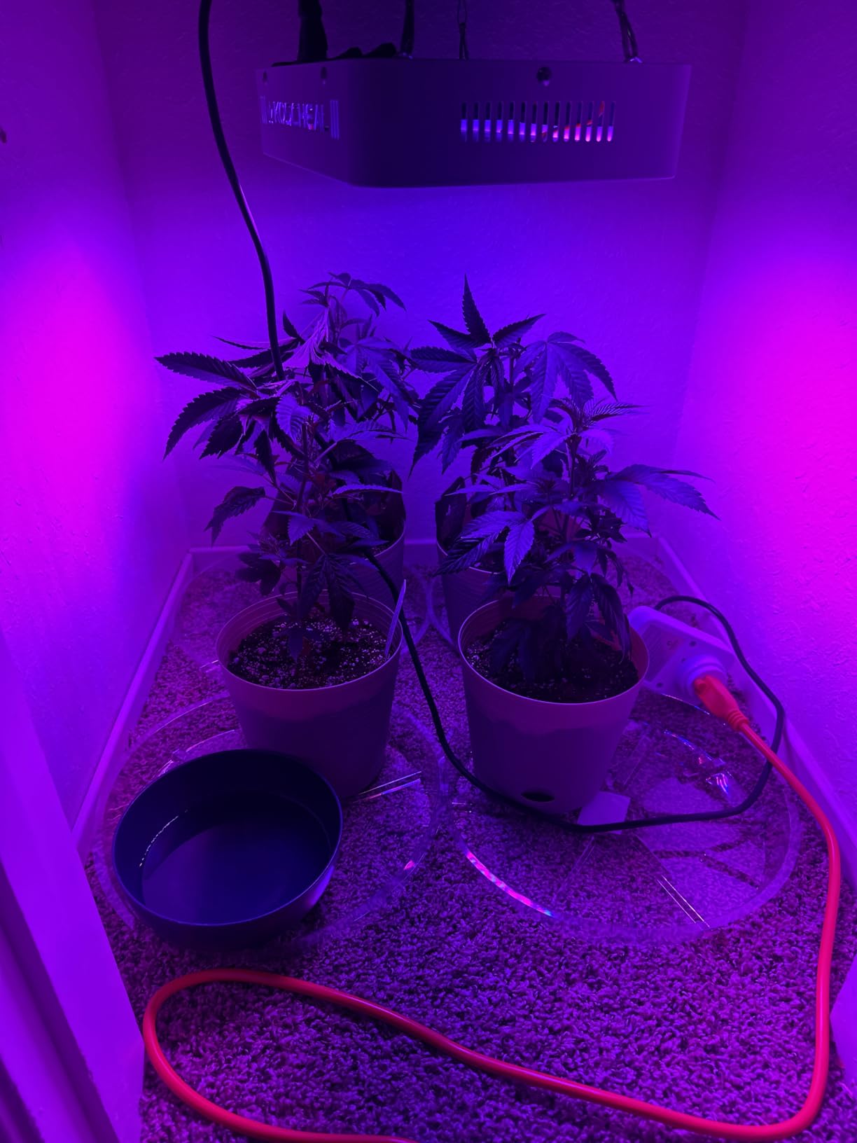 KOSCHEAL KS1200 130W LED Grow Light, 2.8 µmol/J Full Spectrum customer photo 2