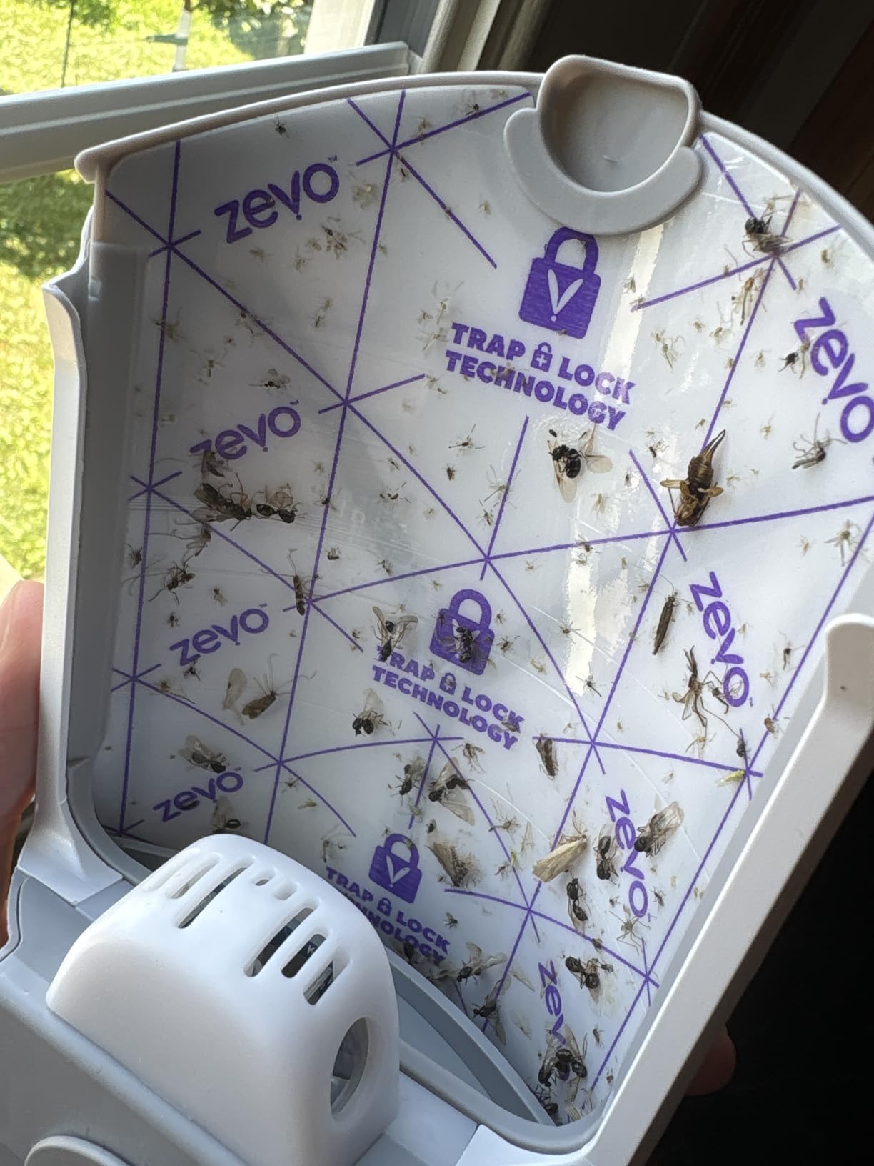 Zevo Flying Insect Trap for Fruit Flies & Gnats, 1 Plug-in Base & 1 Refills customer photo 2