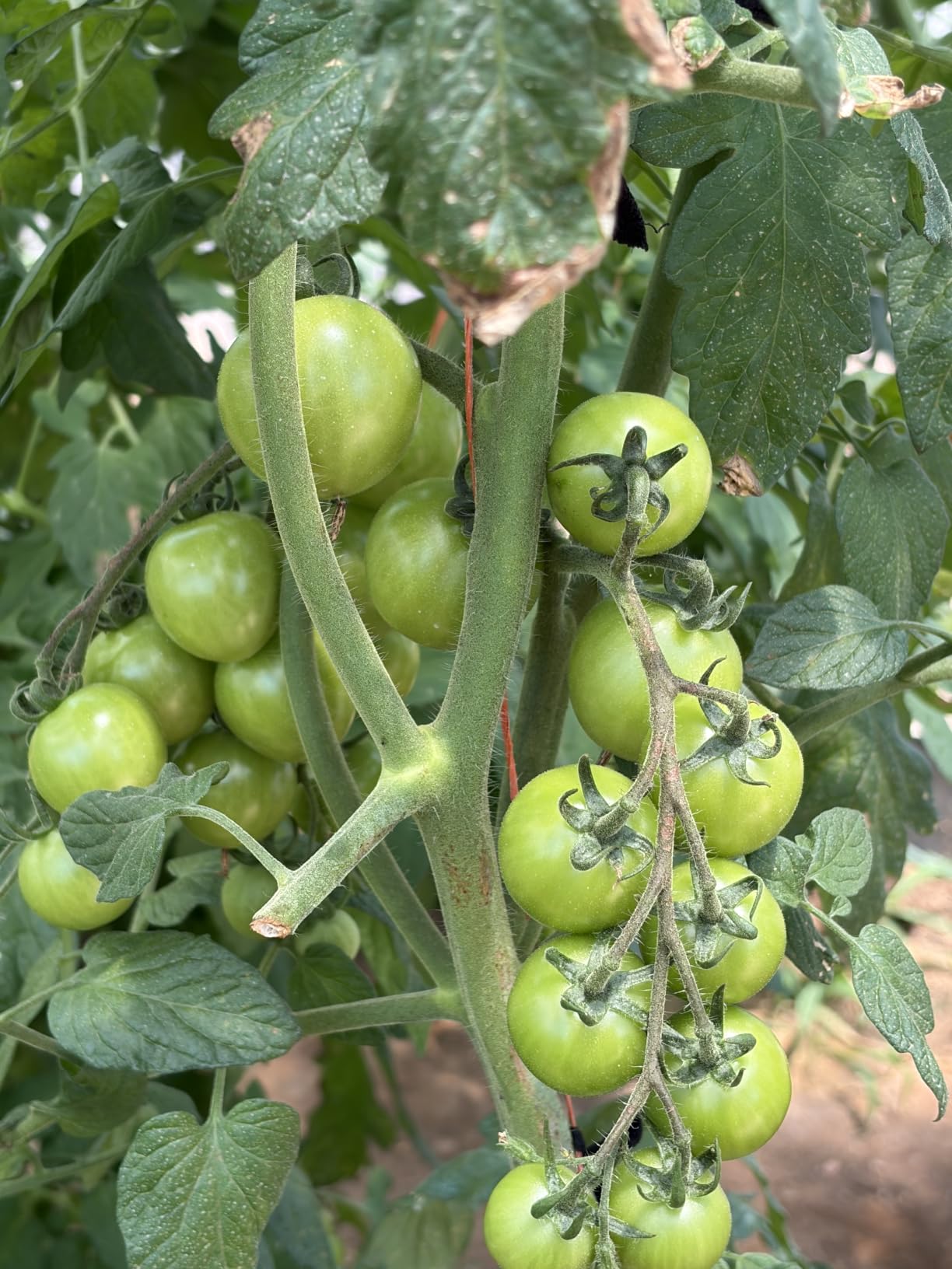 Greenway Biotech, Inc. Tomato Fertilizer 4-18-38 Powder - Water Soluble with Chelated Micronutrients for Tomatoes Peppers Eggplant - Bigger Fruit Better Flavor - Hydroponics or Soil - 1 LB customer photo 2