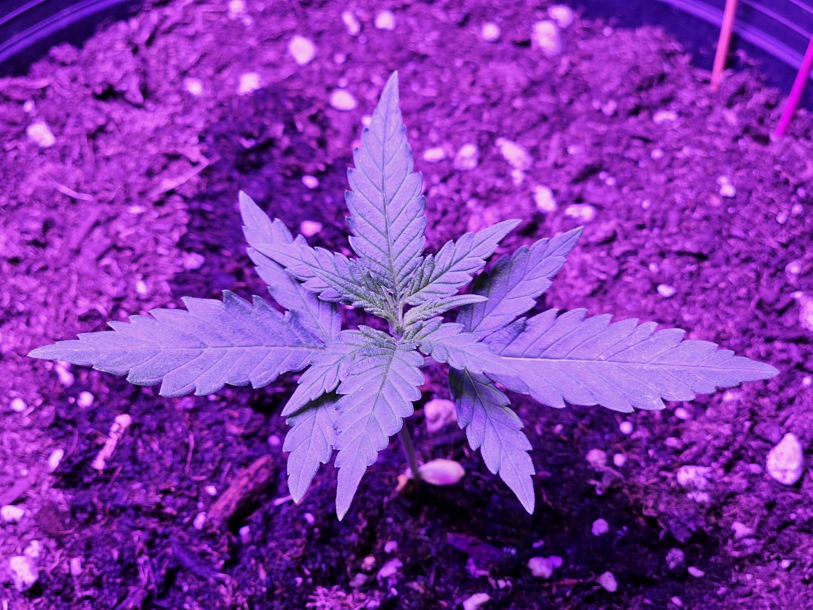Beelux 1000w LED Grow Light for Indoor Plants Full Spectrum, Upgrade Dual Chips and Dual Switch Plant Grow Lights for Seed Starting Veg and Flower Greenhouse (Actual Power 100W=1000W HPS) customer photo 1