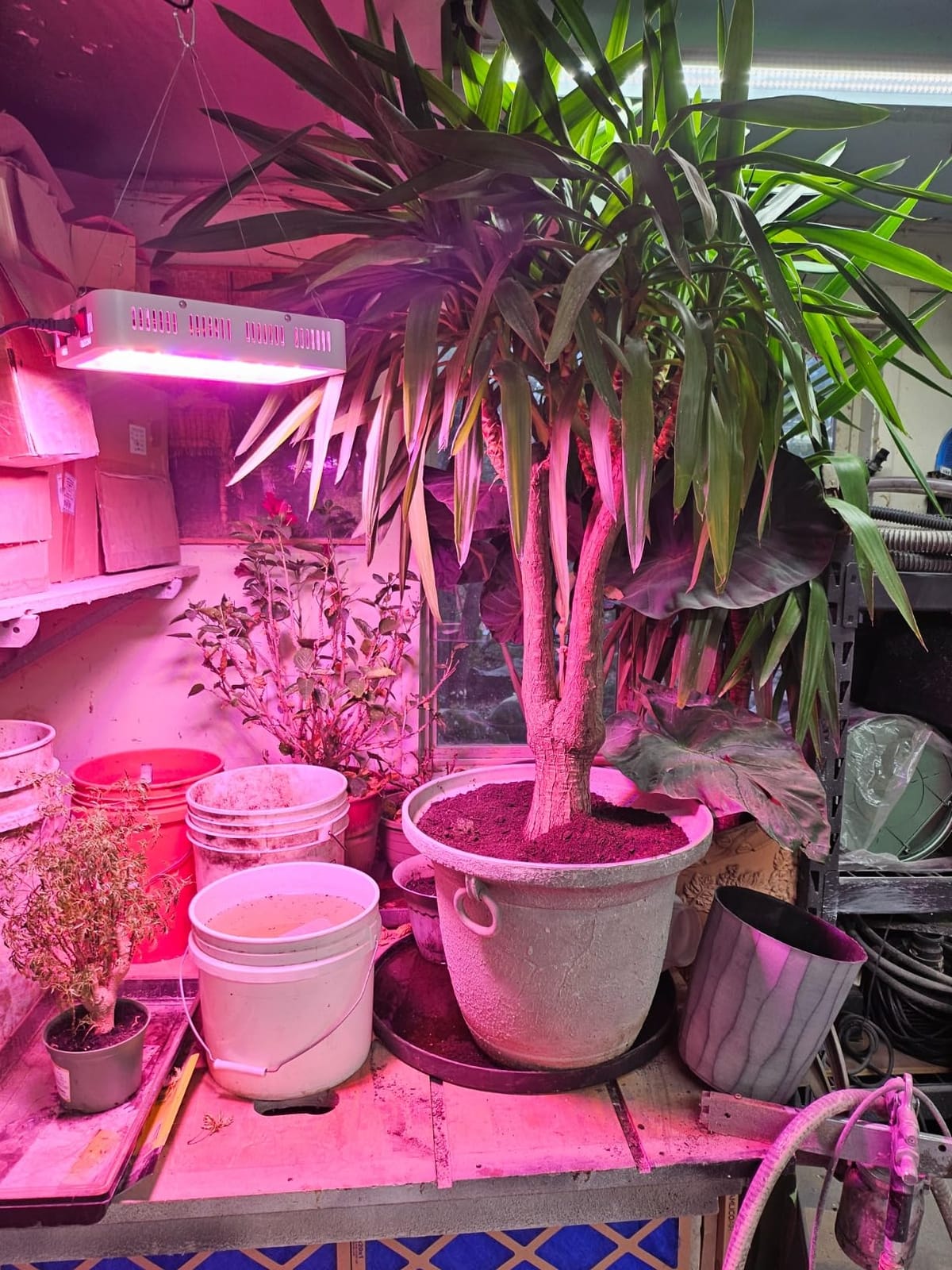 LED Grow Lights, 1000 Watt LED Full Spectrum Sunlike Growing Lamp for Indoor Plant with Daisy Chain Function,Temperature Humidity,Seedling Veg Bloom Three Modes Coverage3.5x3.5ft customer photo 2
