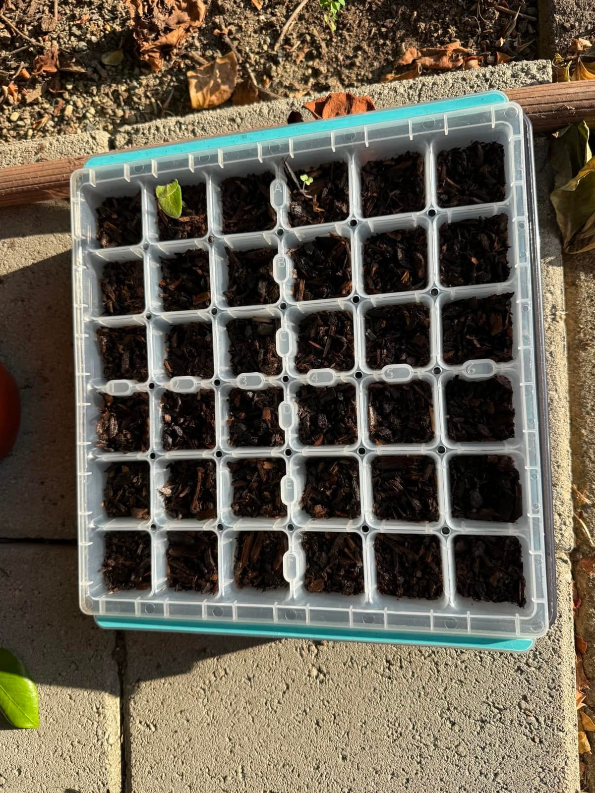 Burpee SuperSeed Windowsill Seed Starting Tray | 8 XL Cell | Seed Starter Tray | Reusable & Dishwasher Safe | Window Garden Starting Kit | Orange customer photo 2