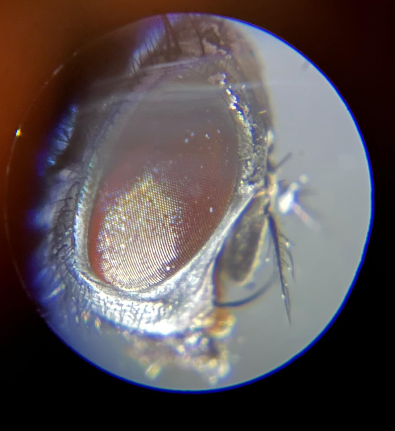National Geographic Microscope for Kids with Up to 400x Magnification customer photo 2