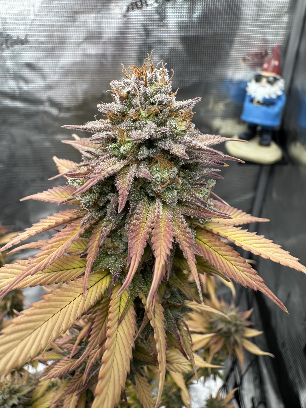 Spider Farmer 2x2x6 Grow Tent 24