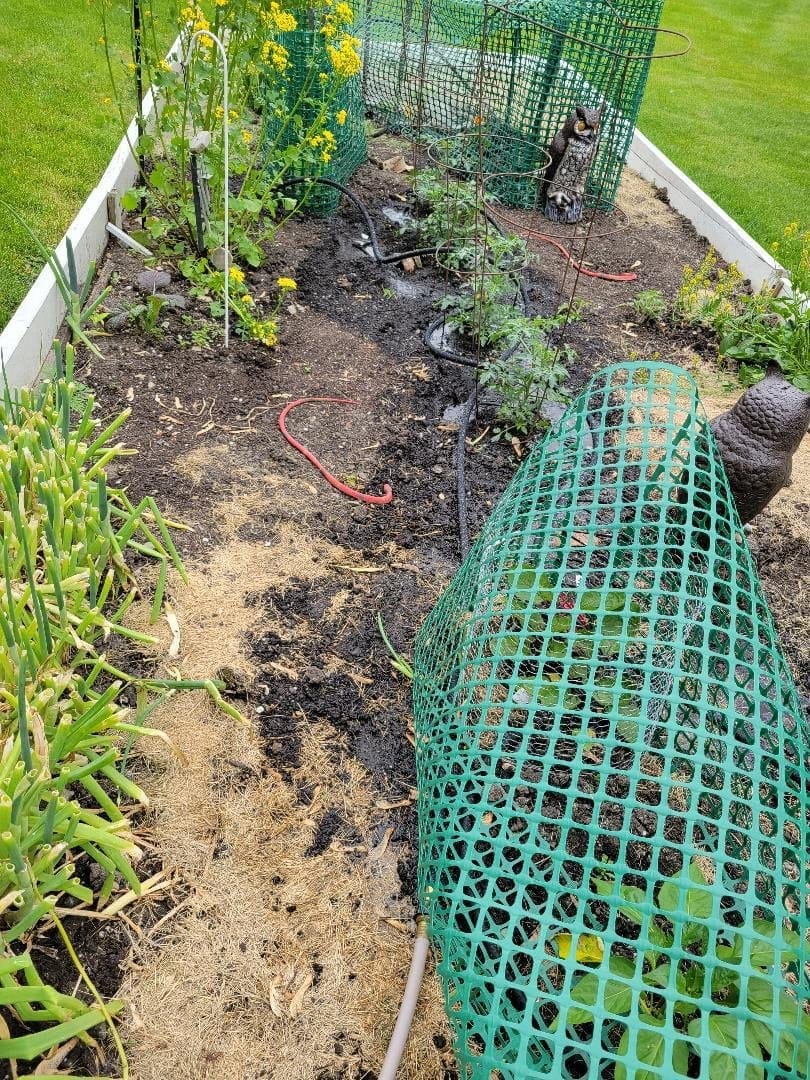 3 Pack Short Soaker Hose 15 Ft for Garden Beds, 1/2’’ 50 ft Soaker Hose for Foundation Watering, 70% Water Saving Drip Hose Irrigation for Lawn, Landscaping, Garden (15 FEET x 3PACK, Black) customer photo 1