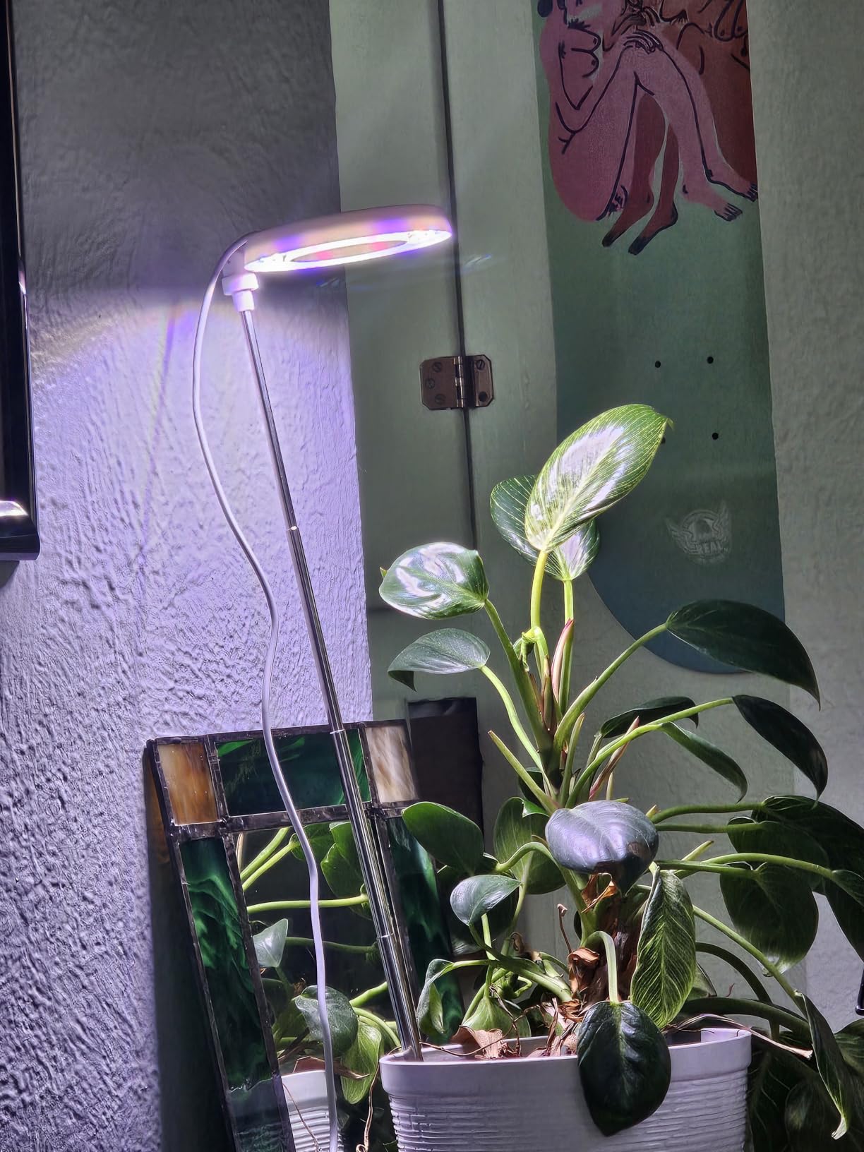 GYTF Halo Plant Grow Light, 6000K White LED Full Spectrum Growing Lamp for Indoor Plants, Succulents, Mini Bonsai, Small Plants, Height Adjustable, Dimmable & Timer 4/8/12/18Hrs customer photo 1