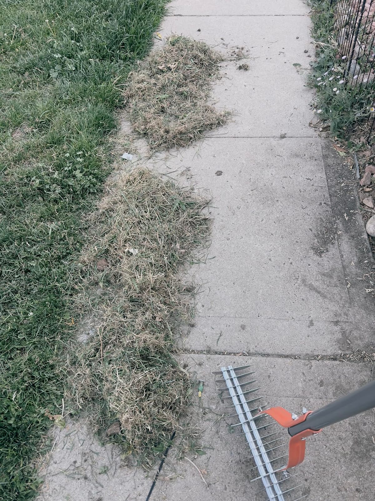 Walensee 15-Inch Thatch Rake for Lawn, 19-Tine Dethatcher, 70-Inch Handle customer photo 1