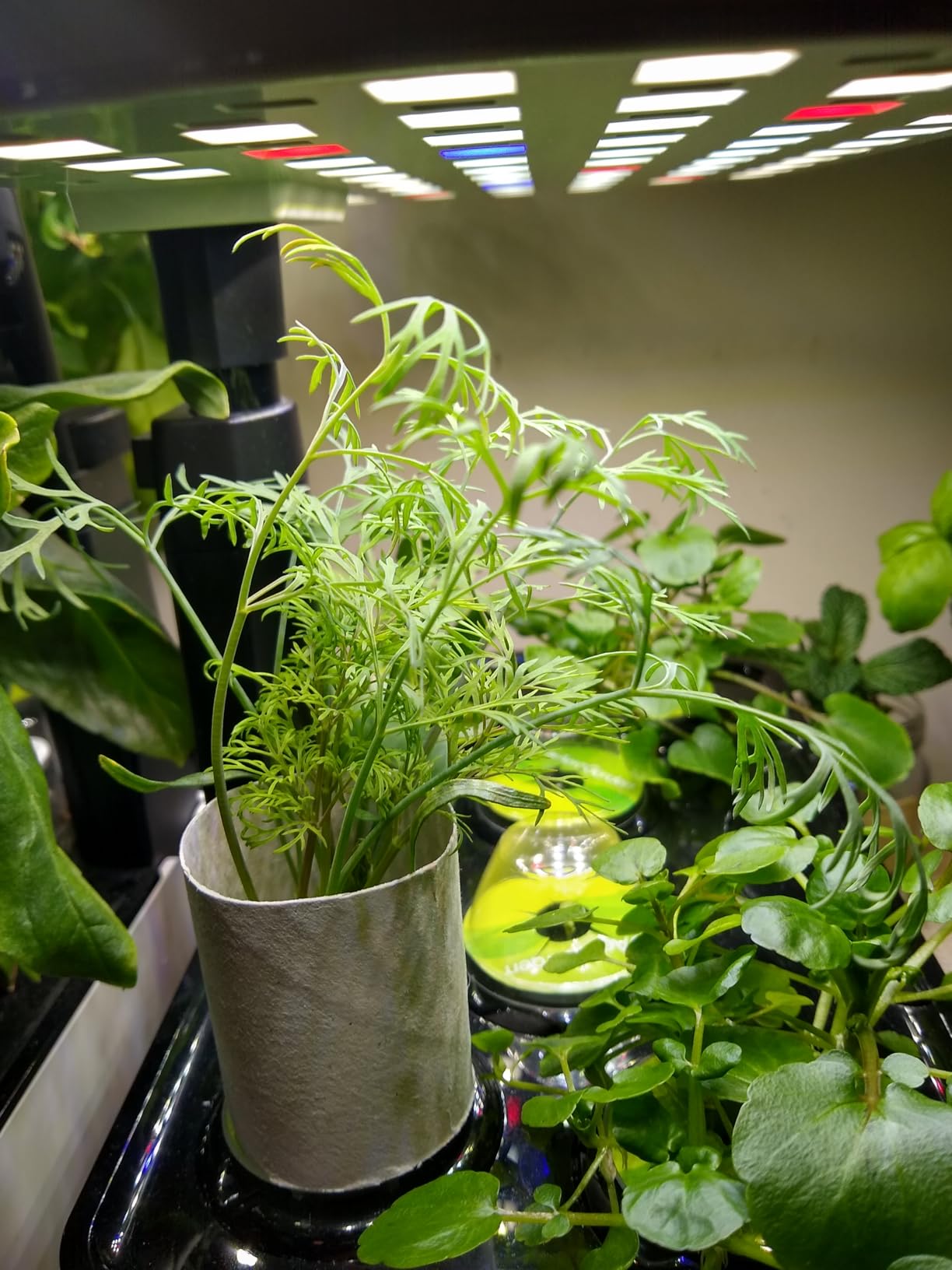 AeroGarden Harvest Lite, Cream customer photo 2