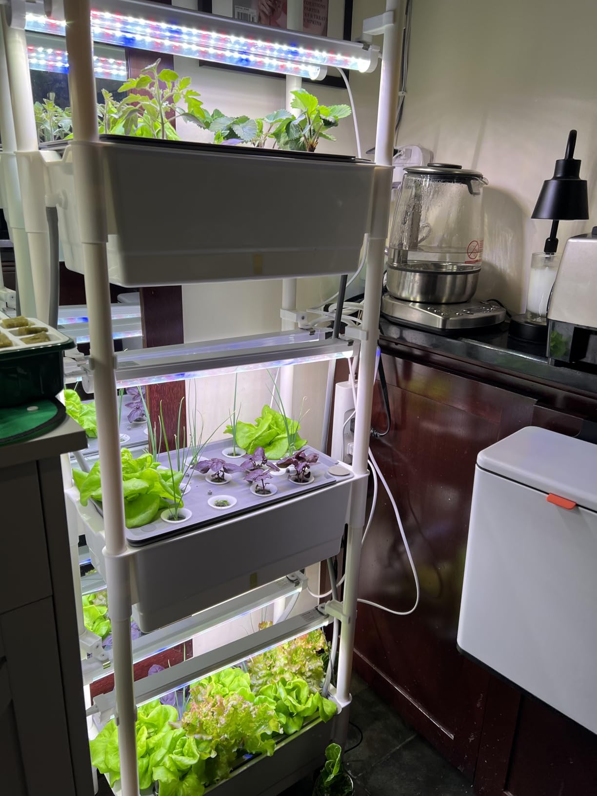 Hydroponics Growing System,AOONEG 42Pods Indoor Herb Garden with LED Grow Light,Hydroponics Growing System Kit with Automatic Timer,Pump System,Adjustable Height,No Seed customer photo 2