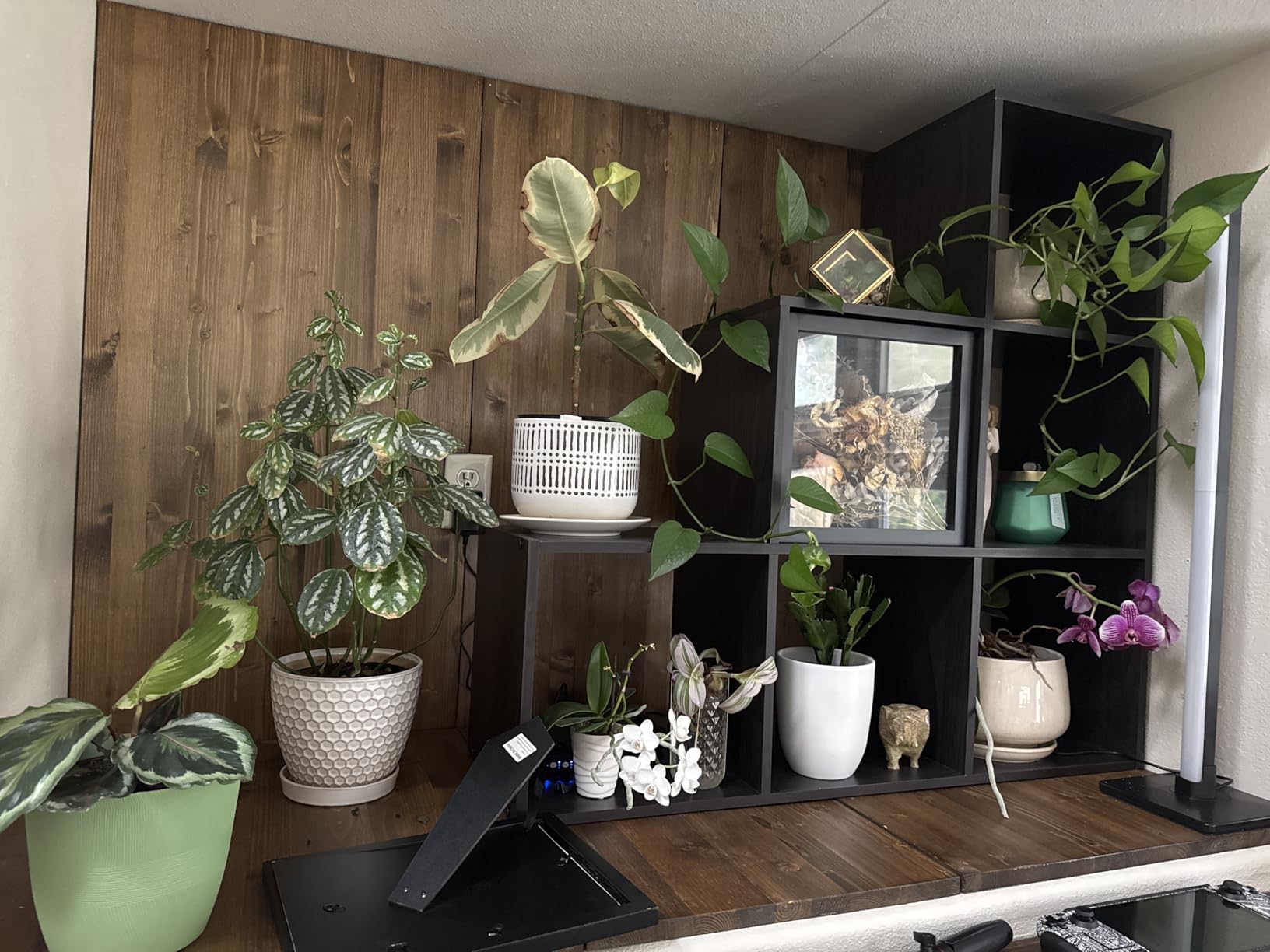 GLOWRIUM 60in Standing Grow Light, Vertical Grow Lights for Indoor Plants customer photo 1
