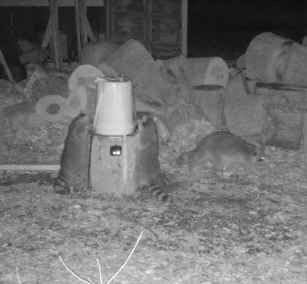 4 Pack Control Light Nocturnal Animal Repeller customer photo 1