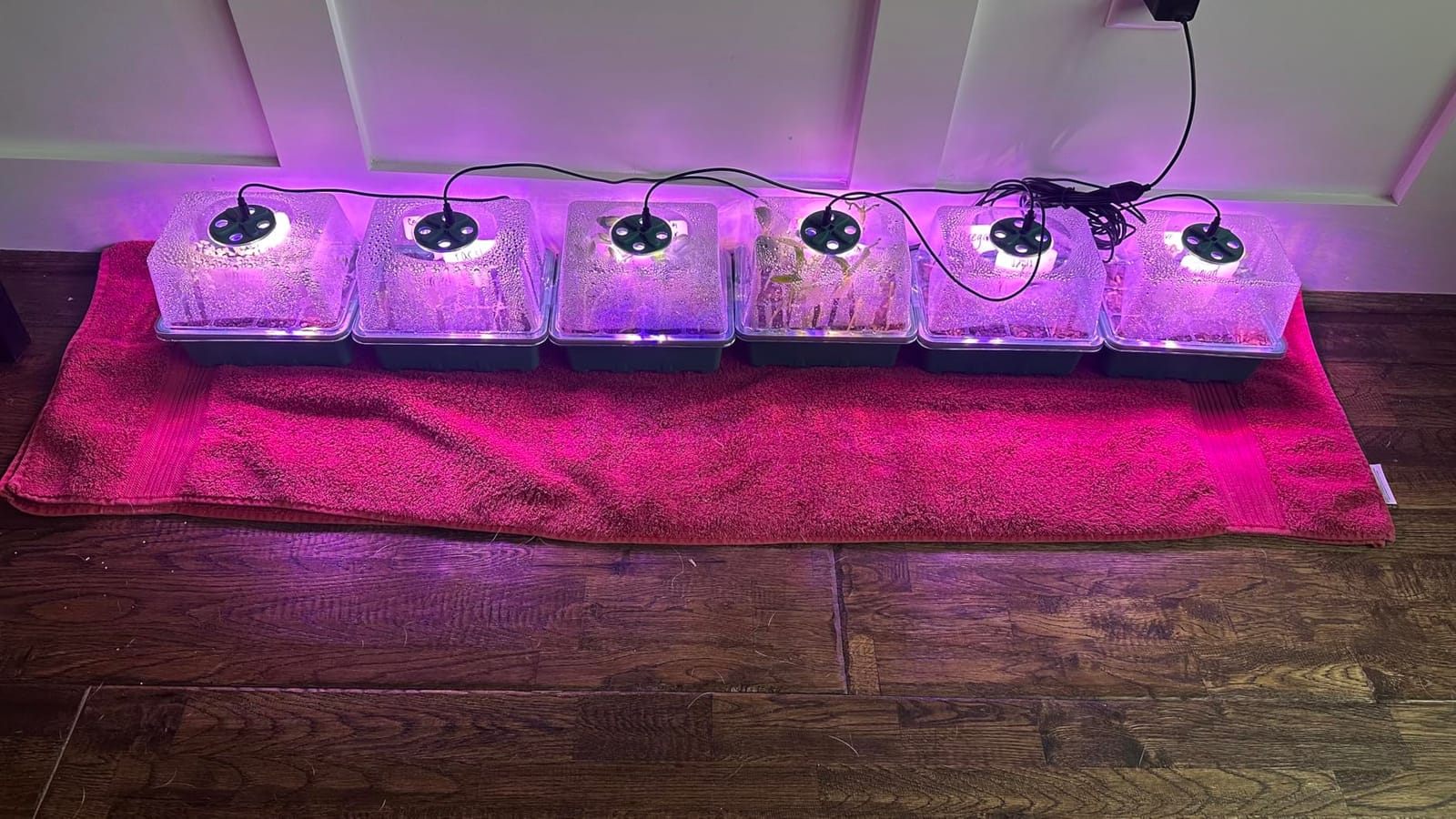 MIXC 6 Pack Seed Starter Kit with Grow Light, Vented Humidity Dome, Green customer photo 2