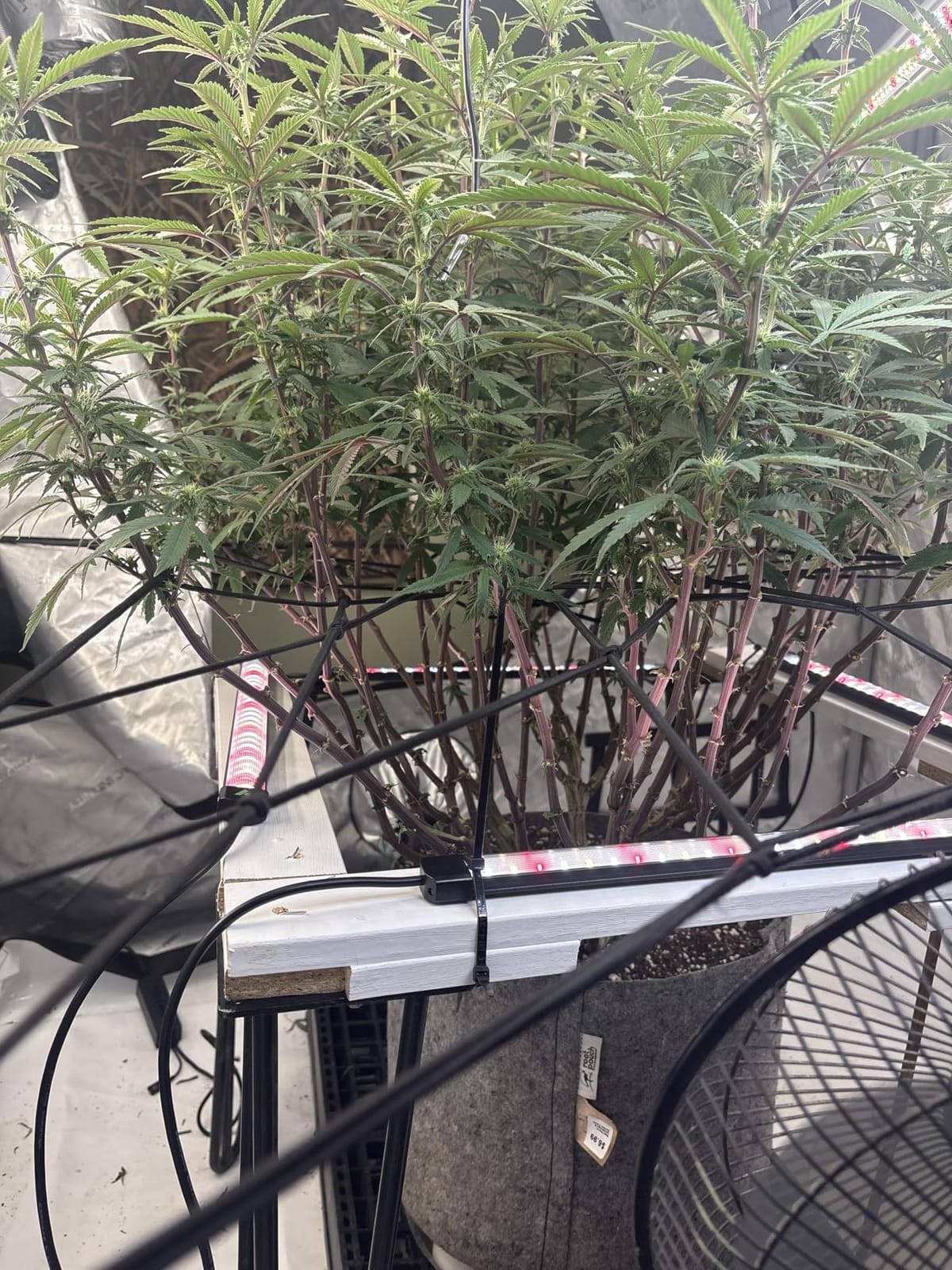 VIVOSUN LumaRay LED Grow Light Bars 16”(4-Bar) Full Spectrum Side Lighting customer photo 2