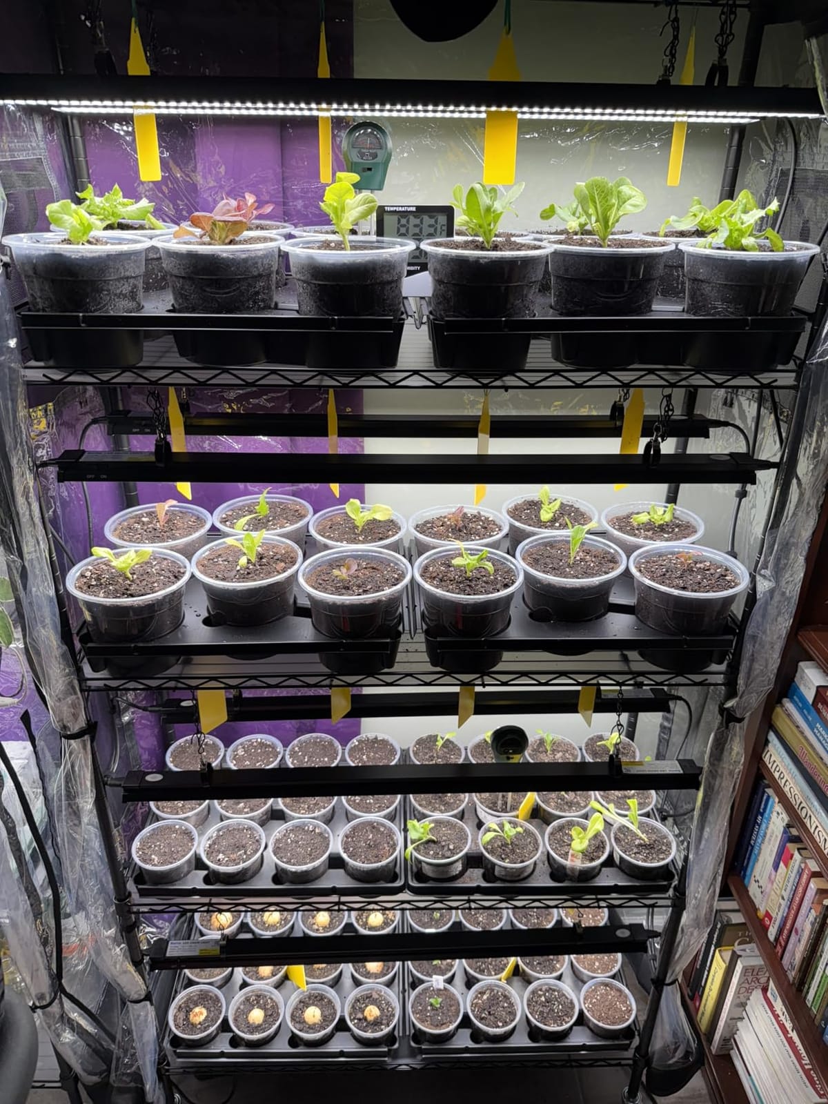 Barrina LP600 Indoor Greenhouse with Grow Light, 5 Tier Stand with Tent customer photo 1