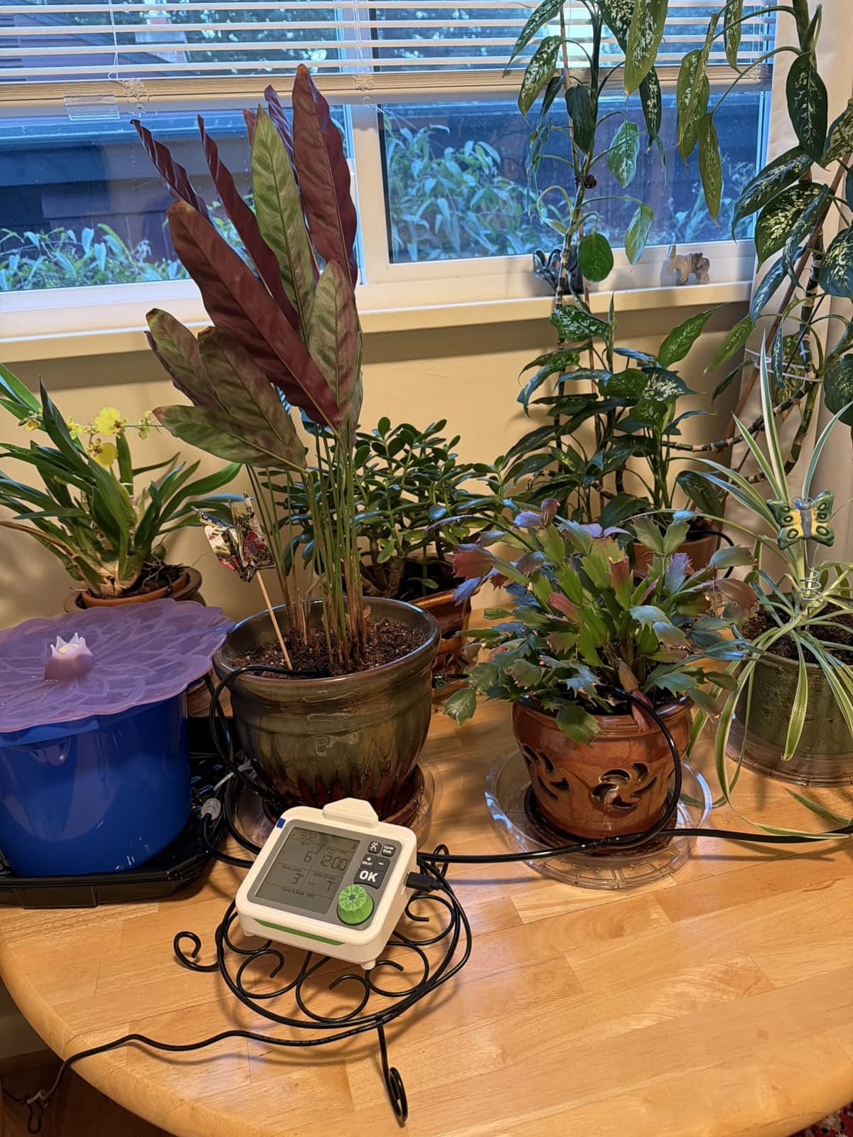 RAINPOINT Large Display Automatic Plant Waterer Indoor for Pot Plant,Cycle & Soak Mode Vacation Self Watering Drip Irrigation System Device Kit Herb Garden Greenhouse Grow Tent Water 10-15 Plants customer photo 1