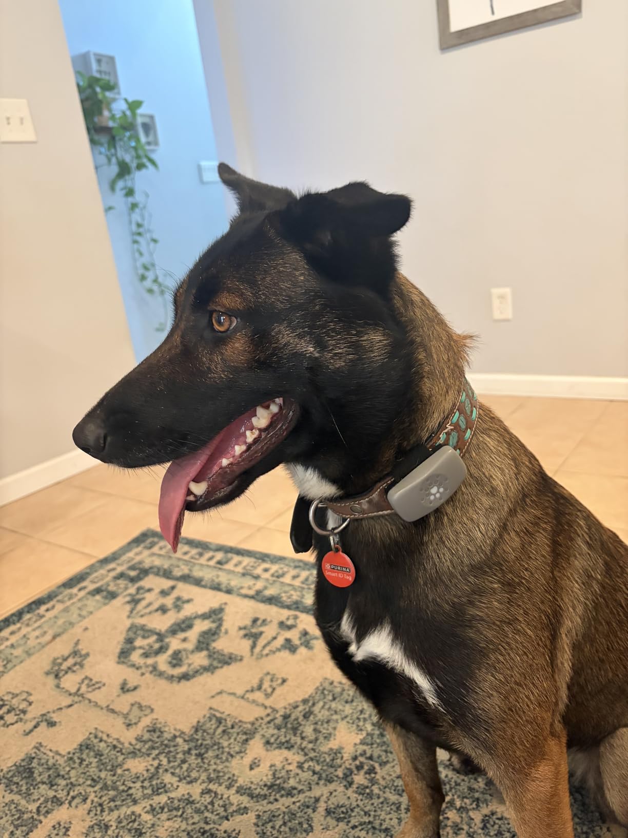 Purina Petivity Dog GPS Tracker Collar, Activity and Real Time Tracking customer photo 1