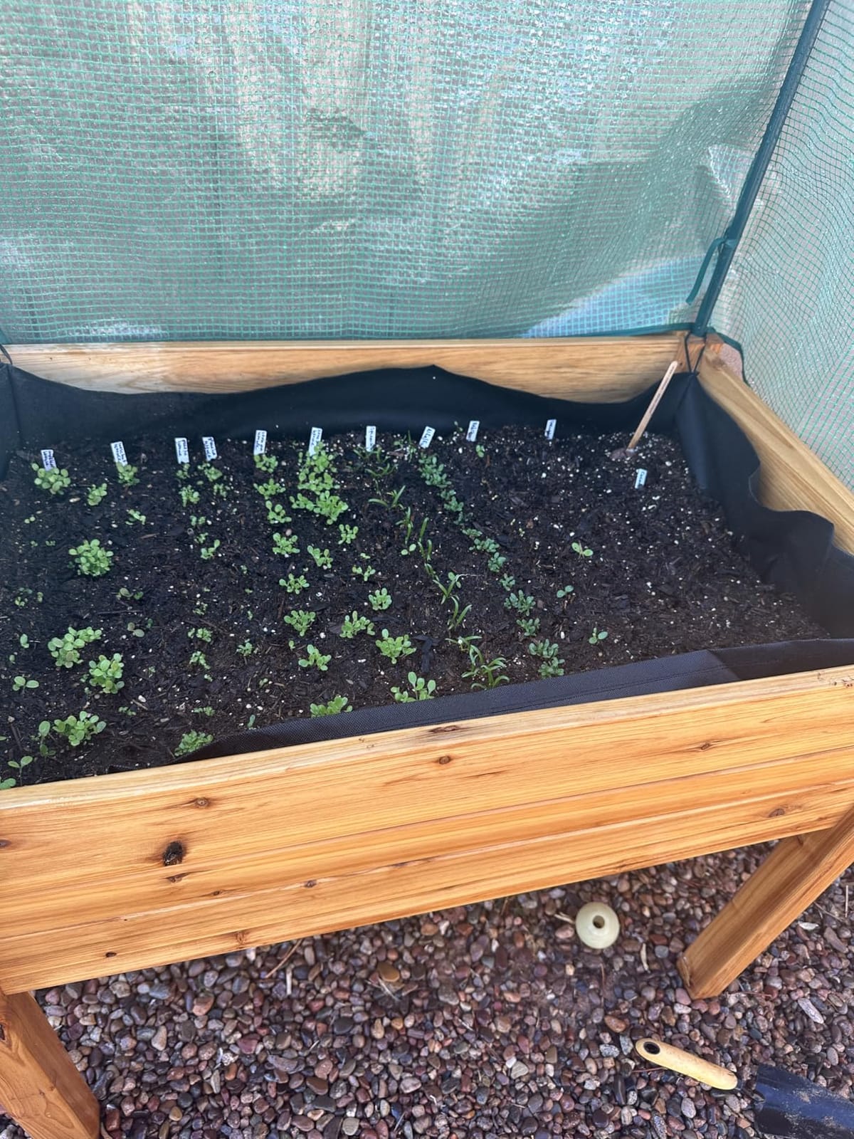 Backyard Expressions Elevated Raised Garden Bed with Greenhouse Cover, Wood customer photo 2