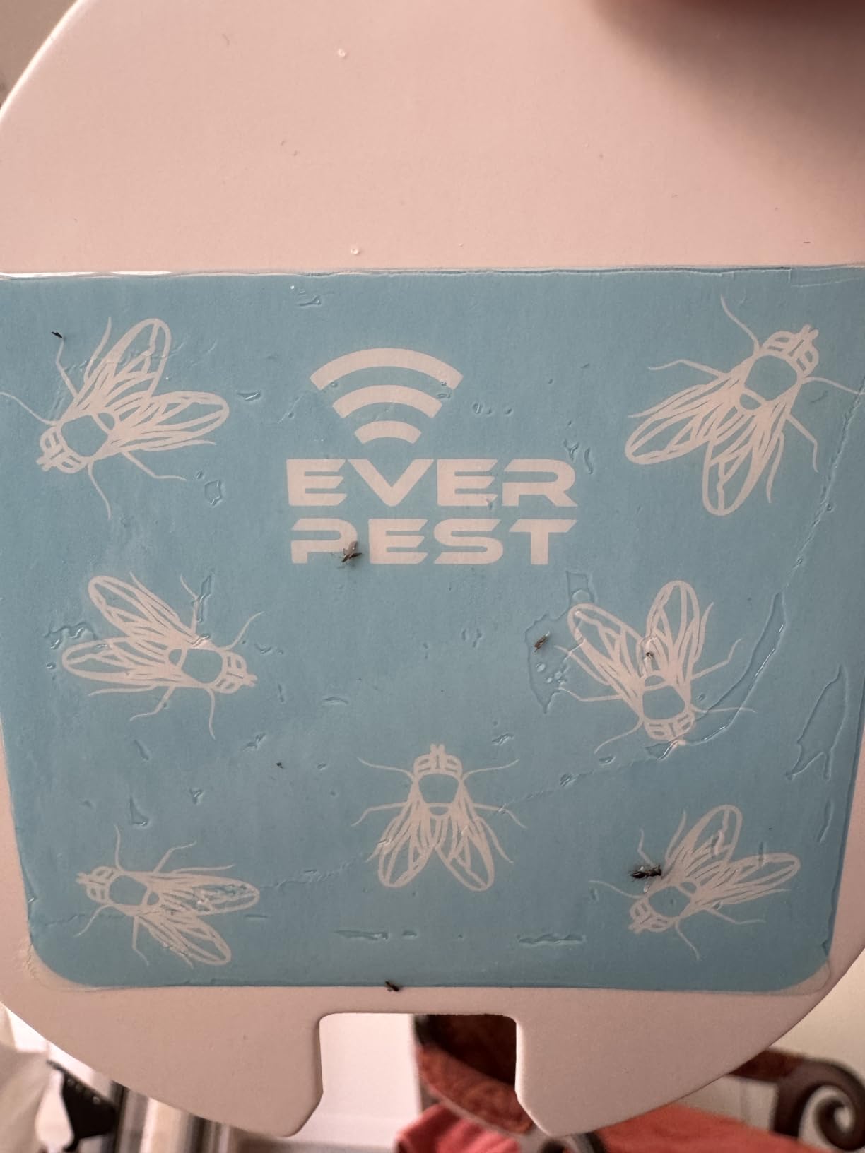 Indoor Electric Fly Trap (2-Pack) – Plug-in Insect Catcher with 4 Glue Cards for Fruit Flies, Gnats, Moths & Mosquitoes – Safe Pest Control for Home Use customer photo 2