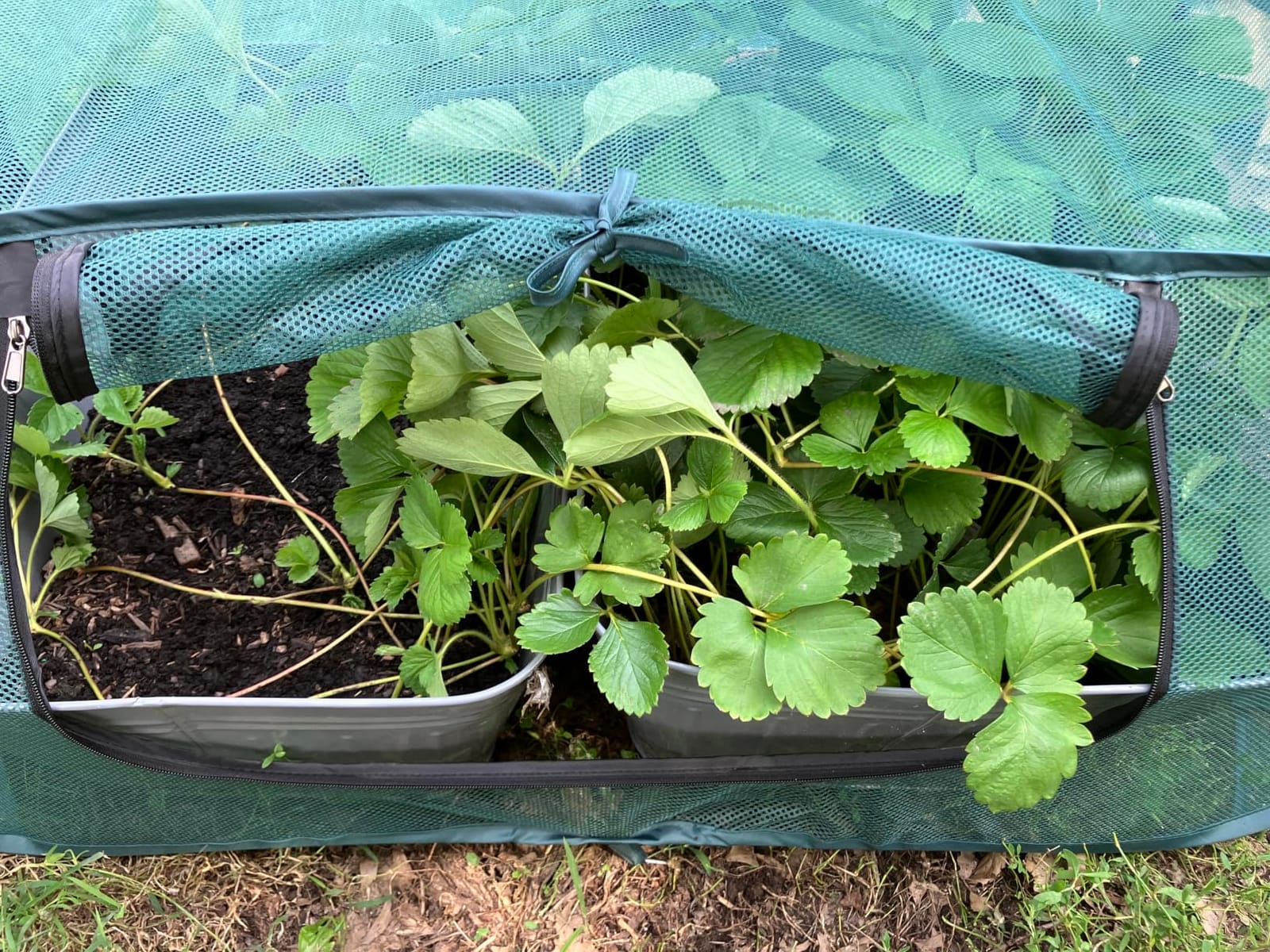 2 Pack Plant Covers Freeze Protection-Mini Pop Up Greenhouse for Raised Bed customer photo 2